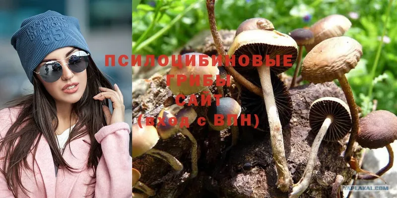 Псилоцибиновые грибы Psilocybine cubensis  Ейск 